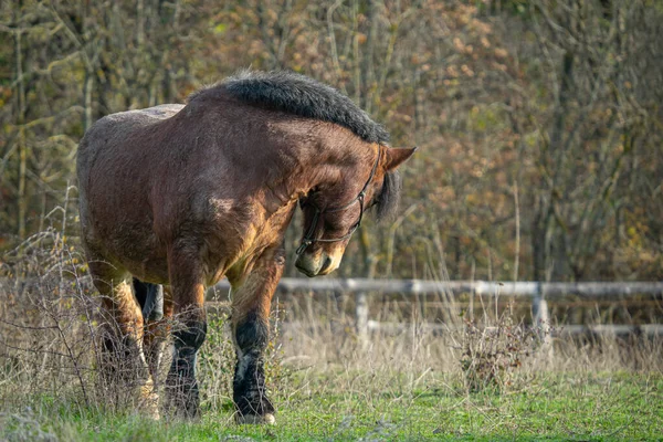在阳光灿烂的田野里 一匹棕色的马 — 图库照片