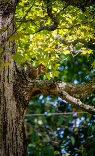 Zbliżenie Małej Wiewiórki Gałęzi Drzewa — Zdjęcie stockowe