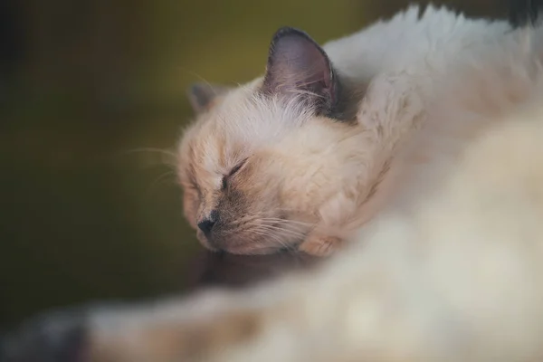 Mělké Ohnisko Spící Bílé Kočky — Stock fotografie