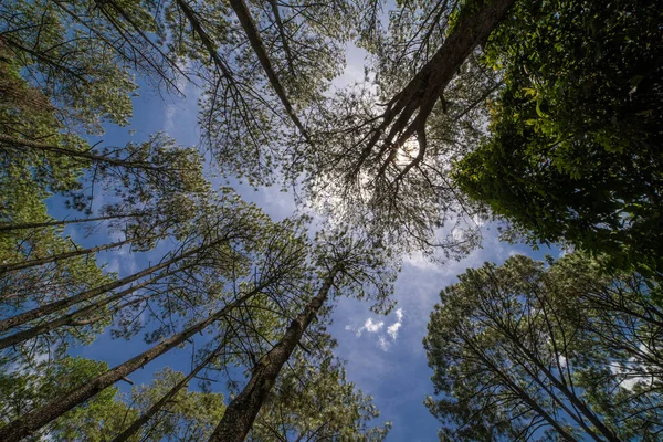 Low Angle Shot Huge Trees Forest Sky Background — Stock Photo, Image