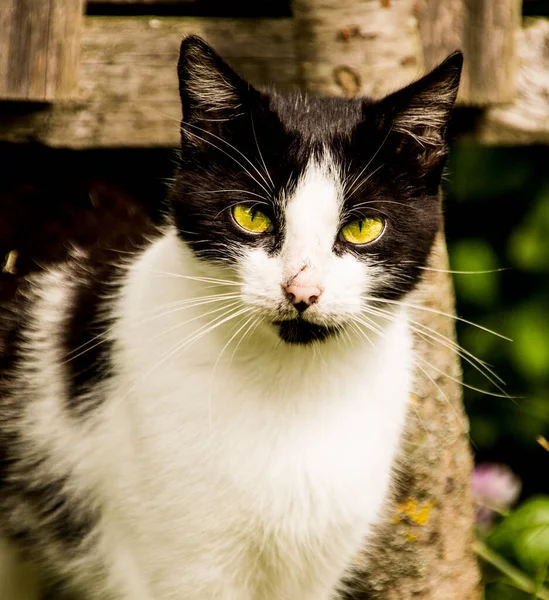 Retrato Gato Branco Com Manchas Pretas Olhos Verdes — Fotografia de Stock