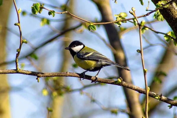 Shallow Focus Shot Great Tit Bird Perched Branch — Fotografia de Stock