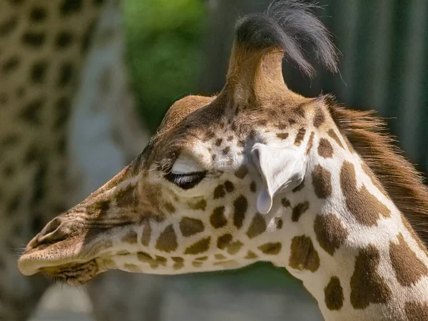 Colpo Testa Una Giraffa Carina Sullo Sfondo Sfocato — Foto Stock