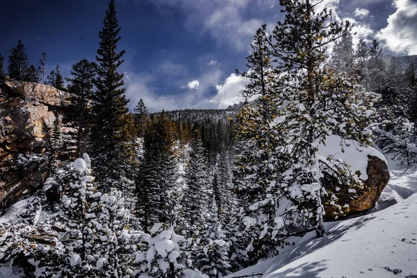 Een Prachtig Winterlandschap Een Besneeuwd Bos — Stockfoto