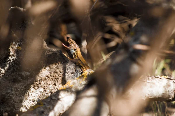 Gros Plan Lézard Palma Espagne — Photo