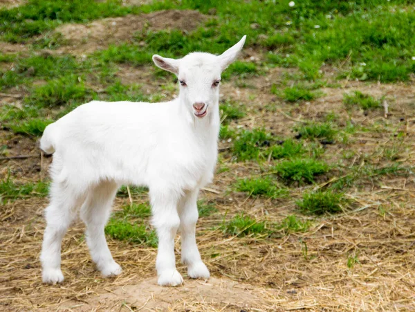 Closeup Shot White Goat Looking Camera — Stock Photo, Image