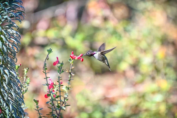 森の中の花の近くに小さなハチドリ蜂の選択的な焦点 — ストック写真