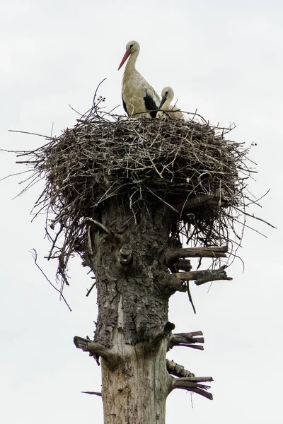 Eine Vertikale Aufnahme Von Ein Paar Weißstörchen Ihrem Nest — Stockfoto