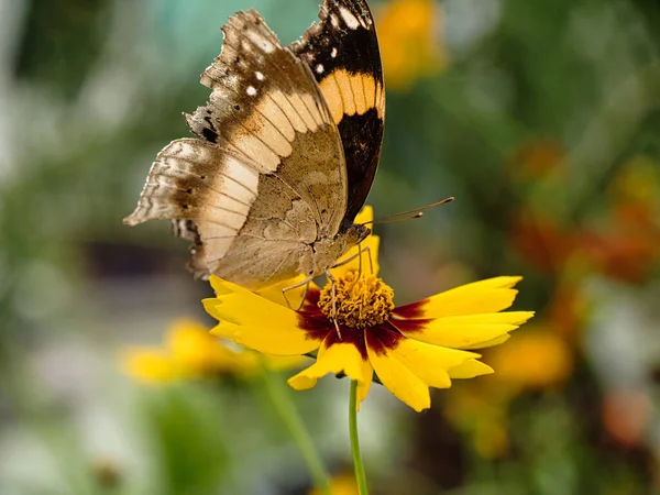 Ett Makro Skott Vacker Fjäril Smuttar Nektar Från Gul Blomma — Stockfoto