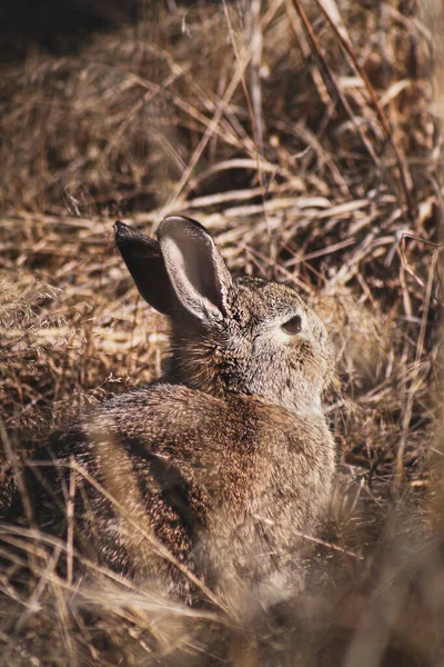 Closeup Shot Gray Brown Rabbit Sitting Field — Stock Photo, Image