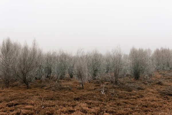 Une Vue Panoramique Paysage Naturel Avec Des Arbres Par Une — Photo