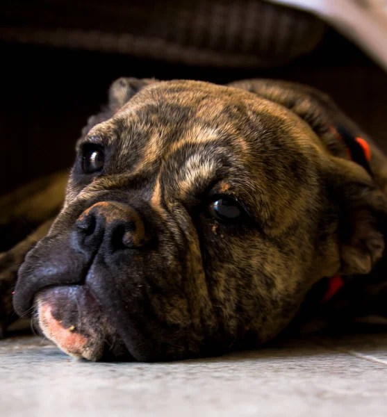 屋内に横たわる怠惰なブルマスチフの品種の犬の肖像画 — ストック写真