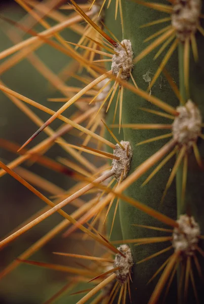 Függőleges Közelkép Részletekről Kaktusz Felületén — Stock Fotó