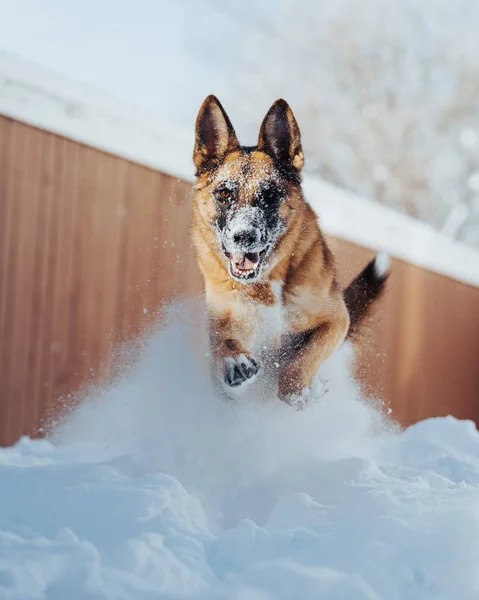 Detailní Záběr Německého Ovčáckého Psa Skákání Baví Sněhu — Stock fotografie