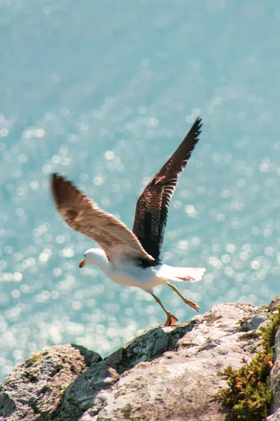 Een Verticaal Close Shot Van Een Meeuw Die Vlucht Van — Stockfoto