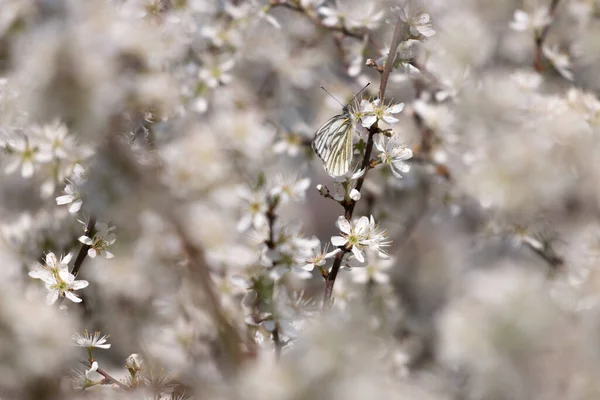 Egy Közeli Felvétel Néhány Fehér Virágról Napközben — Stock Fotó