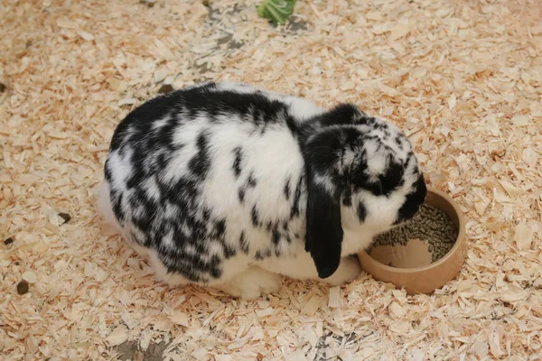 一只黑白兔子 吃碗里的食物 — 图库照片