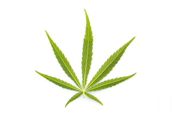 Ein Cannabisblatt Isoliert Auf Weißem Hintergrund — Stockfoto