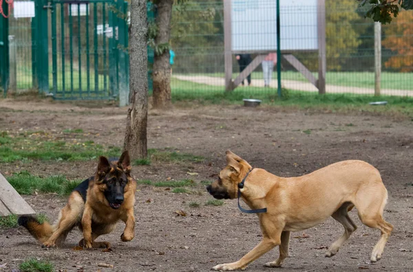 Parkta Birbirleriyle Oynayan Farklı Bir Cins Köpek — Stok fotoğraf