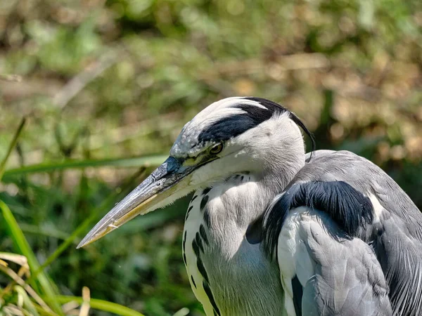 Gros Plan Une Cigogne Sur Terrain Sur Fond Flou — Photo