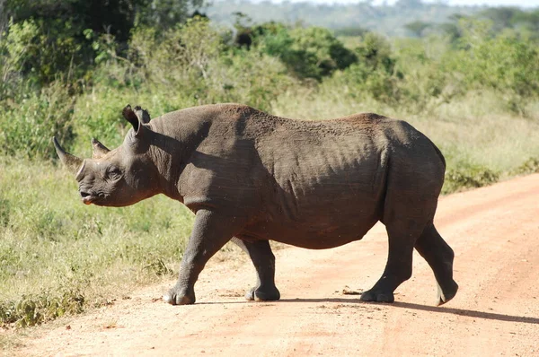 Big Black Rhinoceros Outdoors Sunny Day — Stock Photo, Image