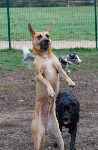 Вертикальный Снимок Собак Играющих Друг Другом Парке — стоковое фото
