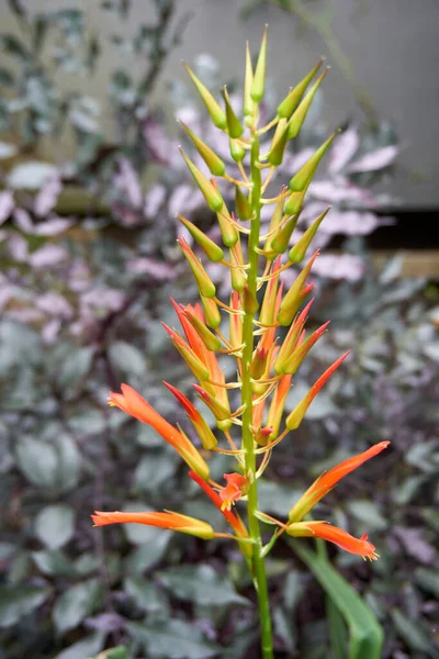 Closeup Heliconia Buds — Stock Photo, Image