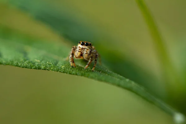 Primo Piano Ragnetto Una Foglia Verde — Foto Stock