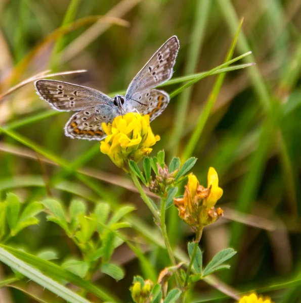 Μια Ρηχή Φωτογραφία Εστίασης Μιας Κοινής Μπλε Πεταλούδας Κίτρινο Sickle — Φωτογραφία Αρχείου