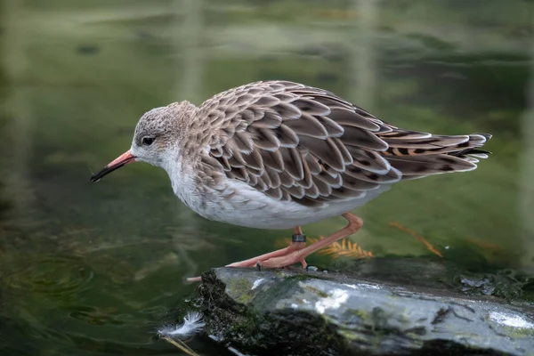 Primo Piano Dell Uccello Least Sandpiper Una Piccola Pietra Lungo — Foto Stock