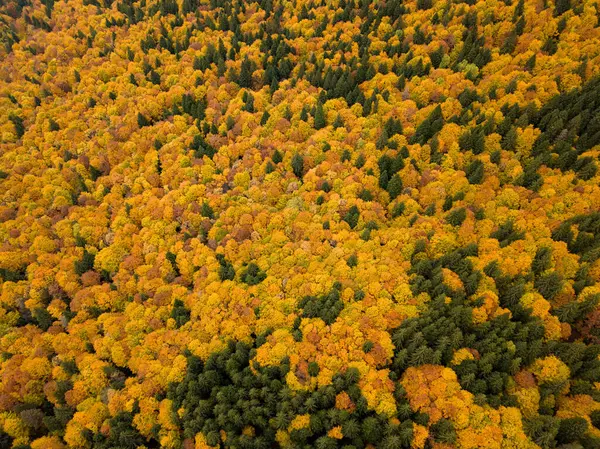 Een Prachtig Uitzicht Een Herfstlandschap Met Bomen Een Zonnige Dag — Stockfoto