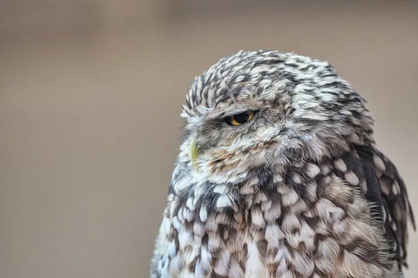 Beautiful Shot Owl Forest Day — Stock Photo, Image