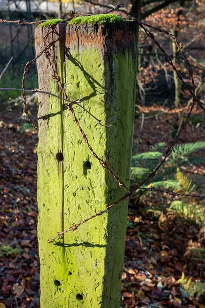 Disparo Vertical Poste Madera Verde Con Alambre Púas Una Zona —  Fotos de Stock