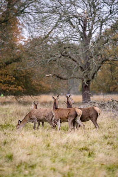 Der Vertikale Schuss Des Hirsches Richmond Park — Stockfoto