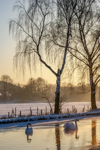 Een Verticaal Shot Van Een Paar Mooie Witte Zwanen Die — Stockfoto