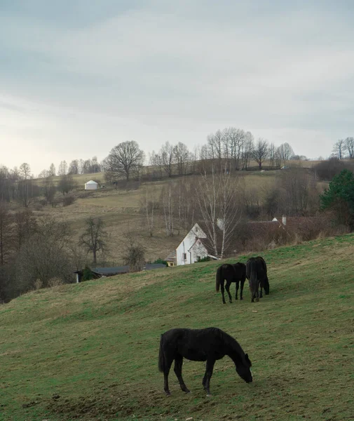 Красивая Сельская Местность Черными Лошадьми Холме Домами — стоковое фото