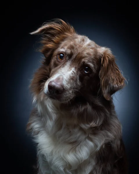 Adorable Australian Shepherd Dog Curious Look Dark Background — Stock Photo, Image