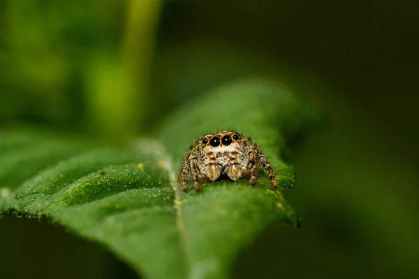 Yeşil Yapraklı Küçük Bir Örümceğin Yakın Çekimi — Stok fotoğraf