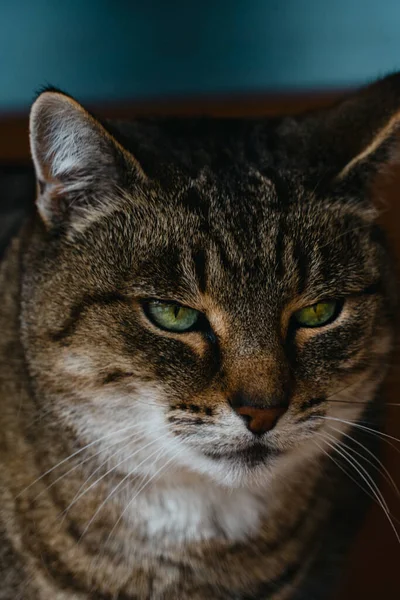 Close Foto Gato Olhando Para Câmera — Fotografia de Stock