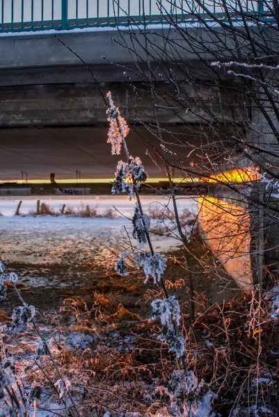 Μια Κάθετη Βολή Από Παγωμένα Κλαδιά Πάνω Μια Γέφυρα Χειμώνα — Φωτογραφία Αρχείου