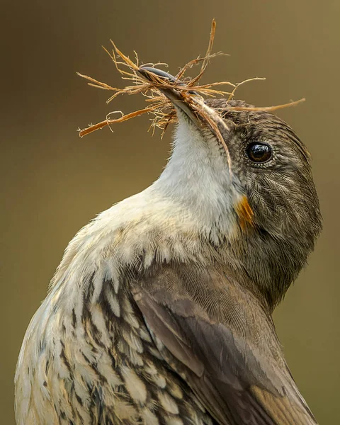 Gros Plan Moineau Mignon Dans Une Forêt Sur Fond Flou — Photo