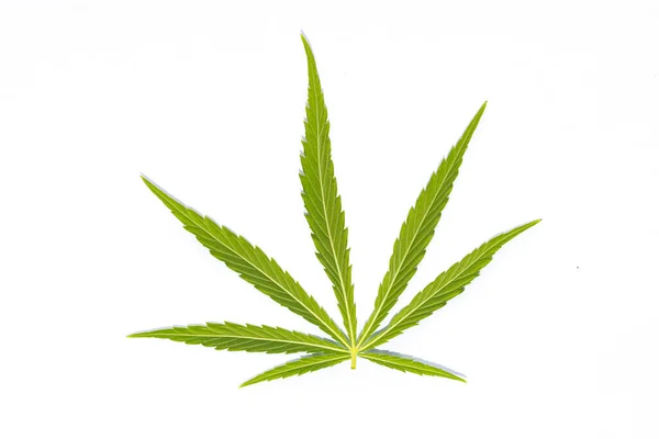 Illustration Marijuana Växt Vit Bakgrund — Stockfoto