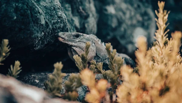 Lagarto Lado Algumas Pedras Plantas — Fotografia de Stock