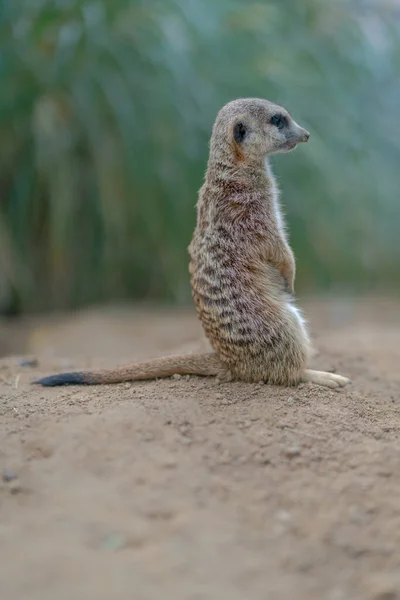 Tiro Vertical Bebê Meerkat Deserto — Fotografia de Stock