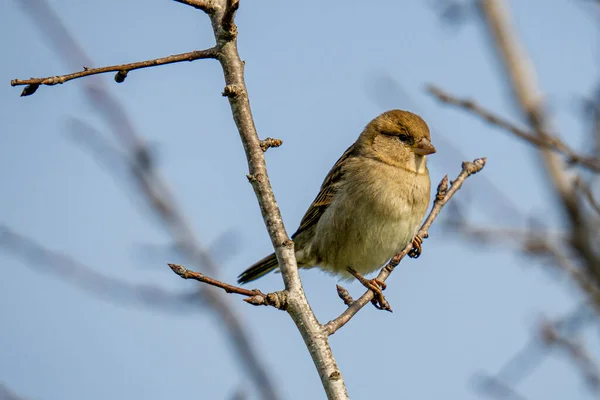 Sparrow Perched Branch — ストック写真