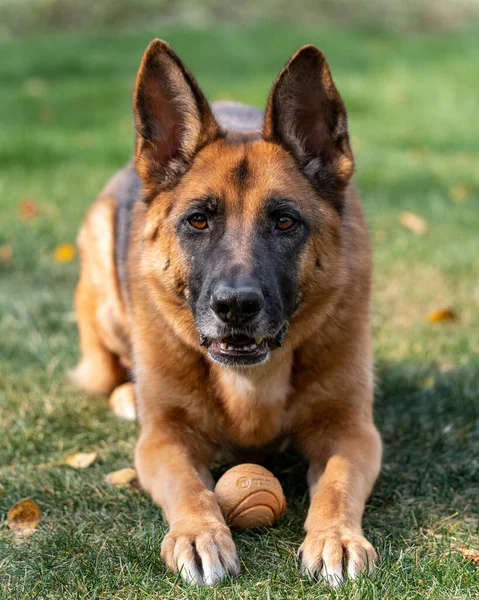 Närbild Tysk Herdehund Med Liten Boll Trädgården — Stockfoto