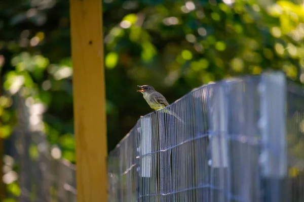 Ein Nachtigallenvogel Sitzt Auf Einem Zaun Und Singt Mit Unscharfem — Stockfoto