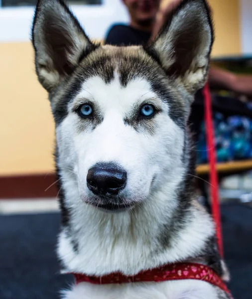 Vertikal Bild Sibirisk Husky Tittar Kameran — Stockfoto