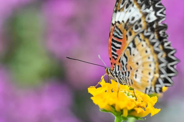 Makró Felvétel Egy Gyönyörű Pillangóról Amint Nektárt Szürcsöl Egy Sárga — Stock Fotó
