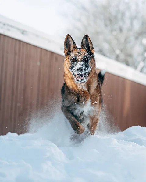 Tiro Close Cão Pastor Alemão Pulando Divertindo Neve — Fotografia de Stock